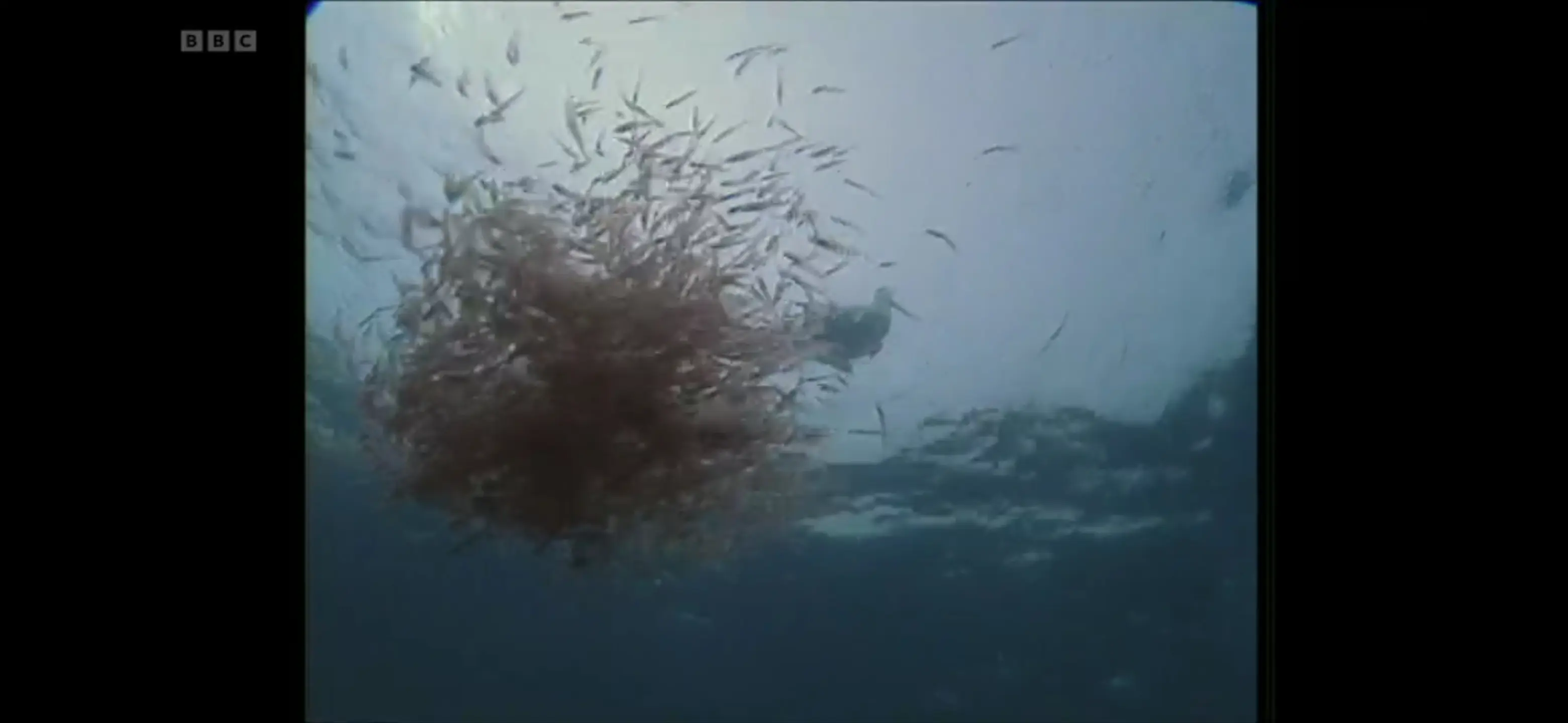 Antarctic krill (Euphausia superba) as shown in Life in the Freezer - The Bountiful Sea